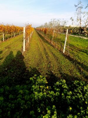 Foto: I vigneti della cantina “La Marchesa” di Lucera © Paola Raimondi