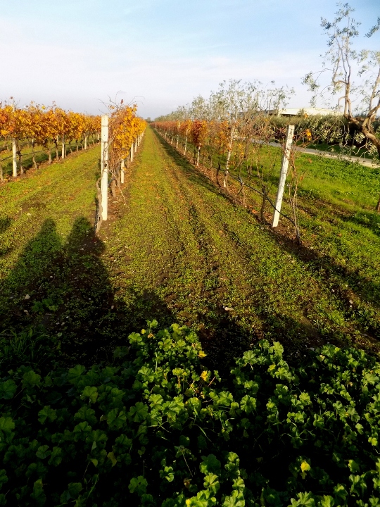 RITORNO AI MONTI DAUNI – La cantina e la Marchesa